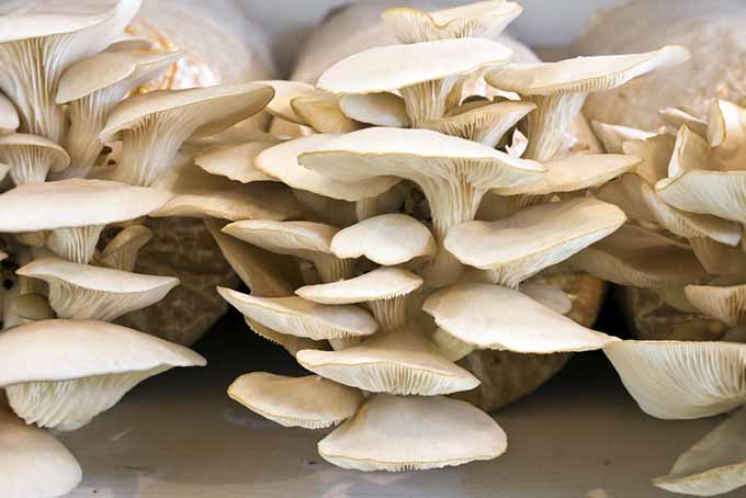 Oyster Mushroom Growing Kit | Foodal.com