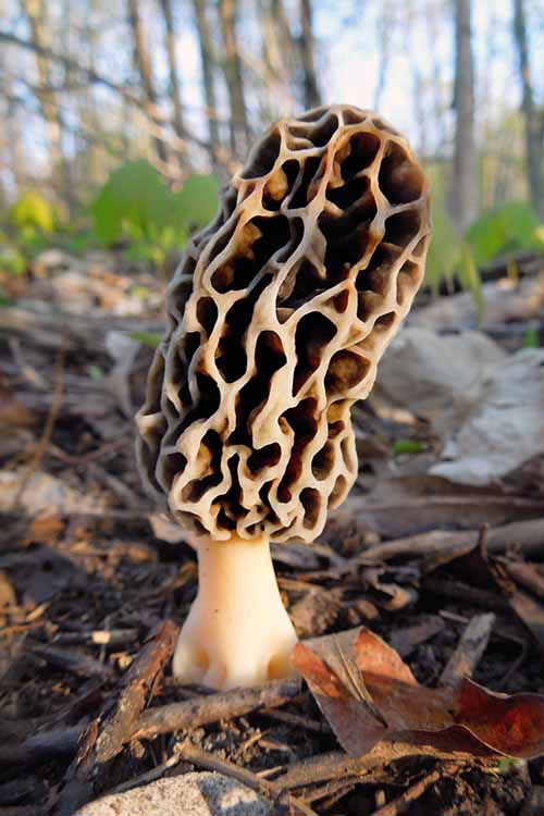 It's morel season! Learn all about foraging, identifying species, cooking, and even the health benefits of the mushroom, plus info on two more of our other favorite gourmet wild varieties. Read more on Foodal. https://foodal.com/knowledge/paleo/morels-and-wild-mushrooms/