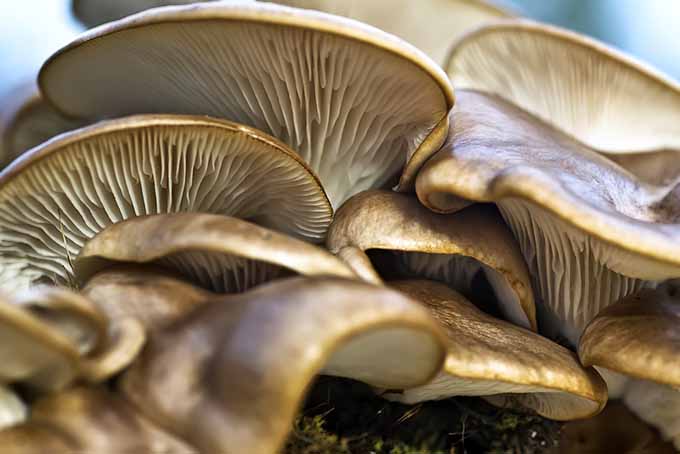 Wild Oyster Mushrooms | Foodal.com