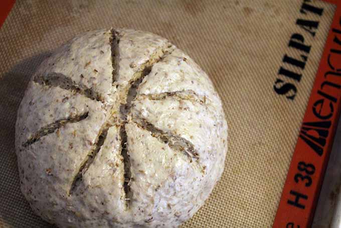 Proofing Spent Grain Bread | Foodal.com