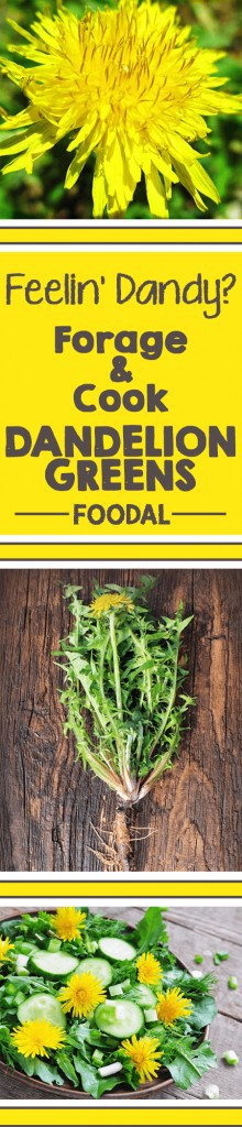 It’s the much-feared yellow flower we all love to hate. While you might finding yourself watching dandelions eat up your yard and garden, don’t forget that you have a great counterattack handy: eating them up! Learn some basics on foraging, buying, storing, cooking, and even the health benefits of harvesting this wild weed green now! https://foodal.com/knowledge/paleo/dandelion-greens/