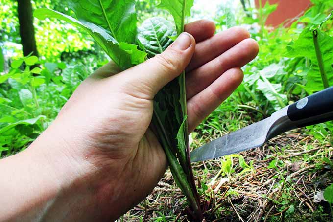 Cutting Dandelion Leaves | Foodal.com