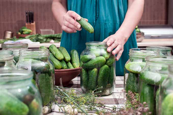 Pickling and Canning Cucumbers | Foodal.com