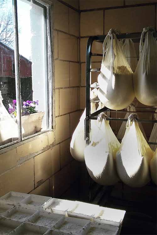 Learn all about cheesemaking from the pros at Valley Milkhouse Creamery. Writer Alex Jones spent a week at the creamery in Oley, PA. Read more on Foodal: https://foodal.com/knowledge/paleo/7-lessons-learned-from-cheesemaker/