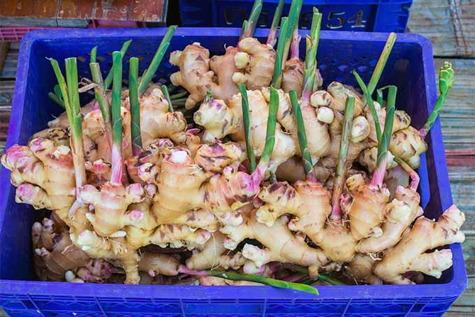 Crate of Sprouted Ginger | Foodal.com