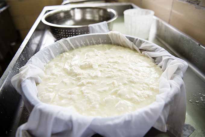 Draining Curds to Make Cheese | Foodal.com