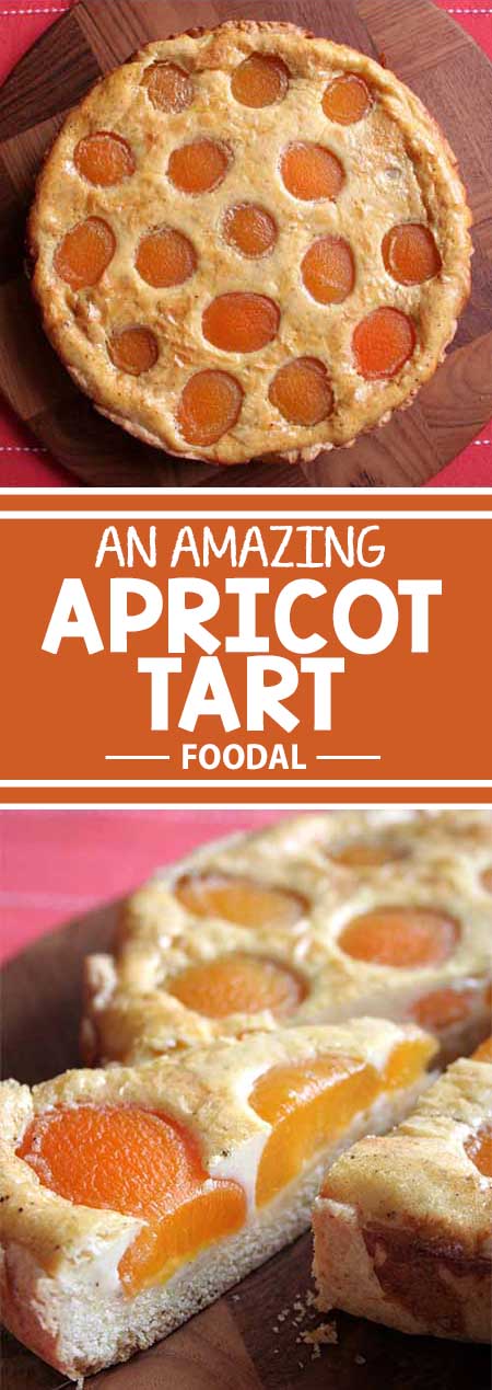 A beautiful, tasty apricot tart from Germany with a butter crust and a vanilla custard filling. It's so simple to make, you just have to try it at home! Read more on Foodal and get the recipe now!