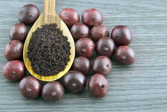 19 Add-Ins Acai Berries | Foodal.com