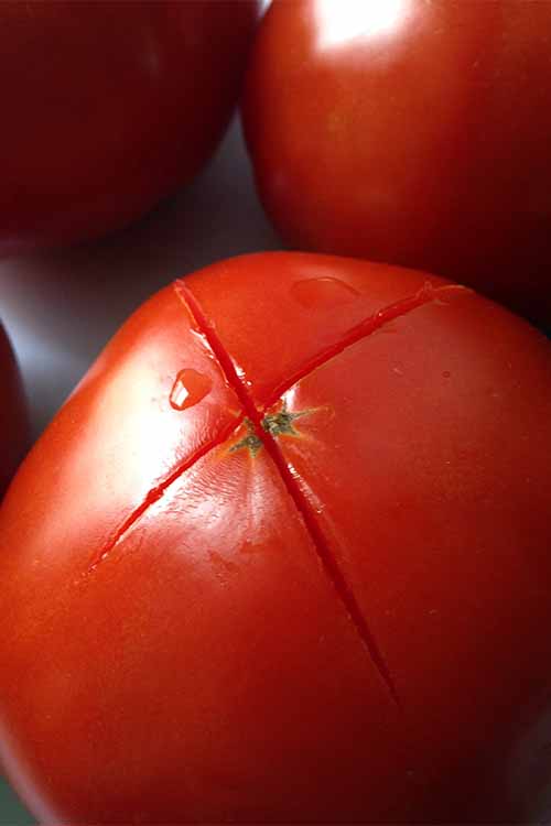 Storing fresh tomatoes the right way to lengthen their shelf life and preserve their flavor doesn't have to be difficult. Check out our tips: https://foodal.com/knowledge/how-to/store-fresh-tomatoes/