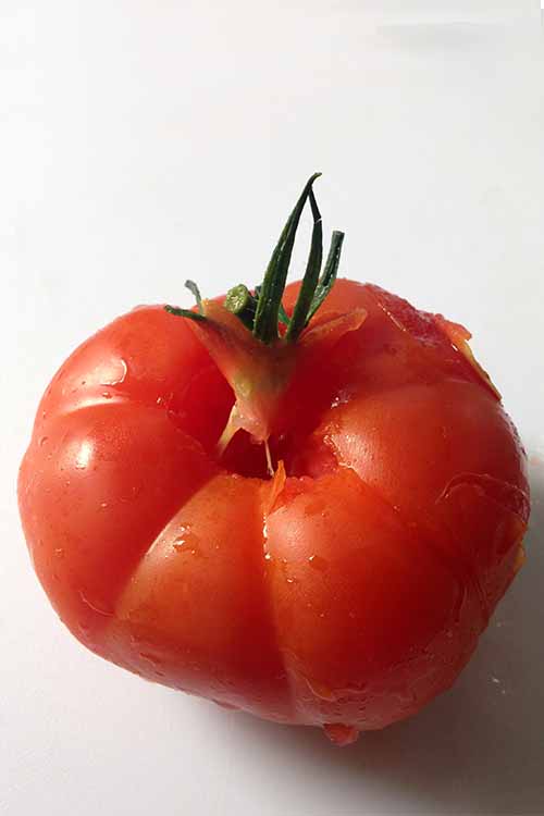 Some say to avoid the refrigerator at all costs while others disagree. Confused? Check out our top tips for storing fresh tomatoes: https://foodal.com/knowledge/how-to/store-fresh-tomatoes/