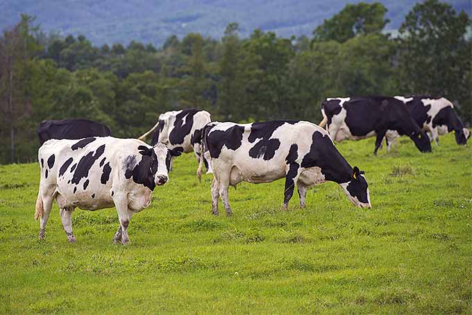 Most Milk Comes from Holsteins | Foodal.com