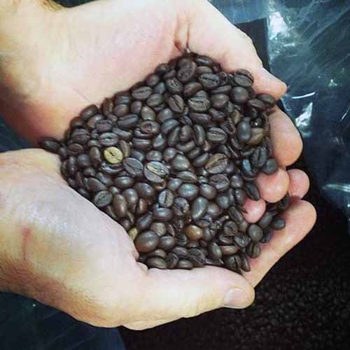 Roasted Coffee Beans | Foodal.com