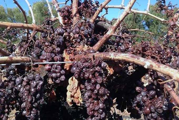 Wine Grapes | Foodal.com