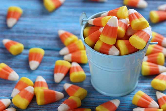 Candy Corn for Halloween | Foodal.com