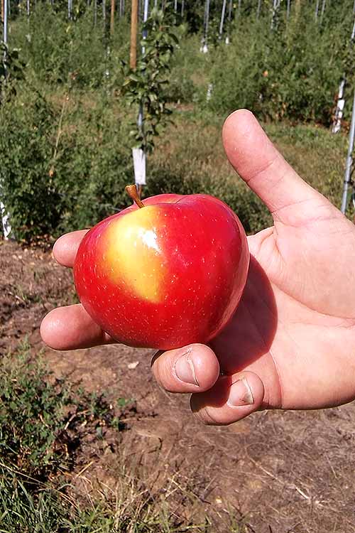Homegrown honeycrisps are a local specialty at Linvilla Orchards in Media, PA. Read more: https://foodal.com/knowledge/paleo/honeycrisp-apple/