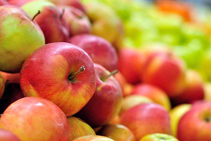Idared Apples Cover | Foodal.com