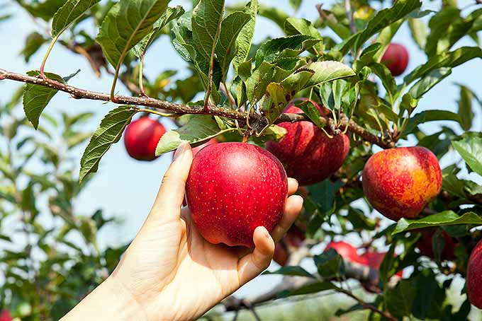 Picking Apples | Foodal.com
