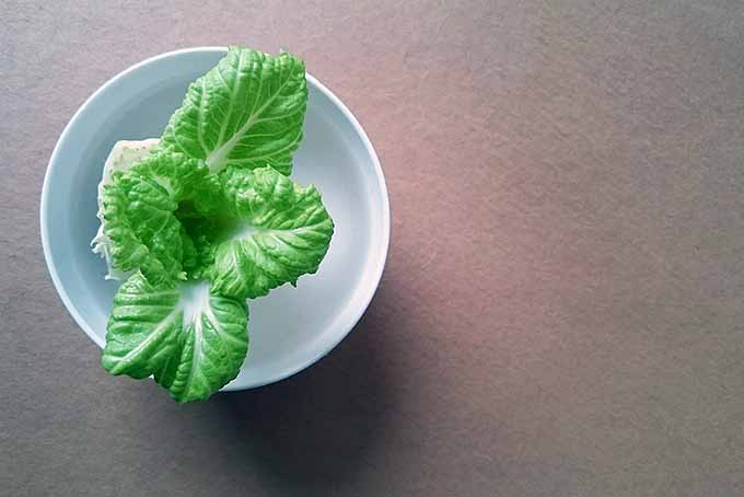 Regrowing Lettuce Scraps | Foodal.com