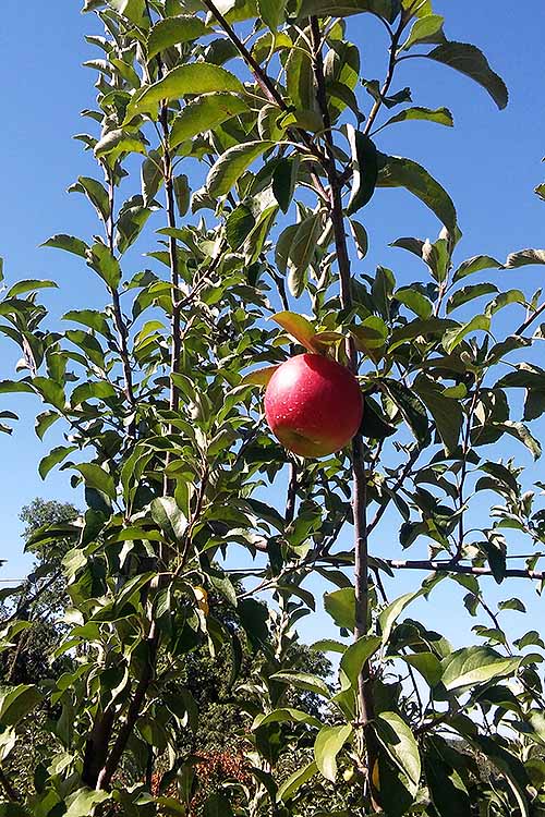 Honeycrisps are a super popular apple variety these days. Learn all about what goes into growing them, straight from Farmer Norm Schultz at Linvilla Orchards in Media, PA: https://foodal.com/knowledge/paleo/honeycrisp-apple/