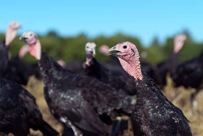 Flock of Turkeys | Foodal.com