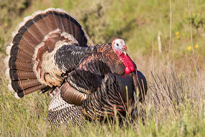 Wild Turkey for Thanksgiving | Foodal.com