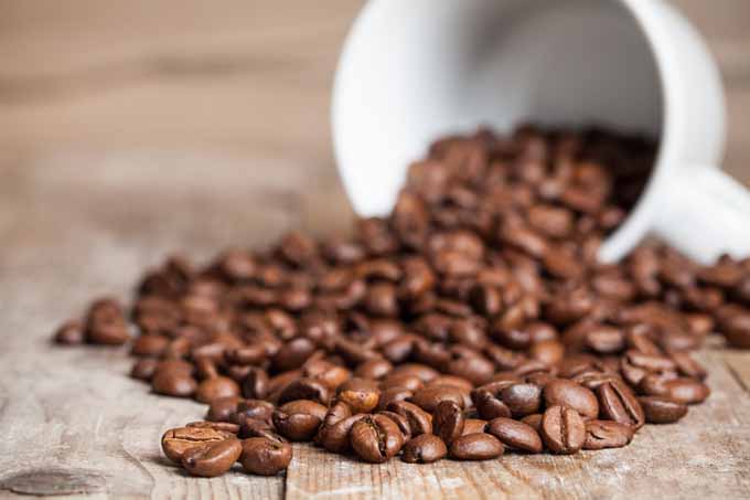 Coffee Terms and Definitions That You Should Know | Foodal.com