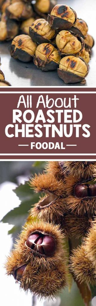 We sing its praises all the time during the holidays (literally), but do you know why we roast chestnuts on an open fire? Roasted chestnuts are popular winter fare around the world. From China to America, from ancient history to the modern day, from cooking indoors at home grabbing a snack from an outdoor street vendor, these toasty nuts are definitely essential during the cold months!