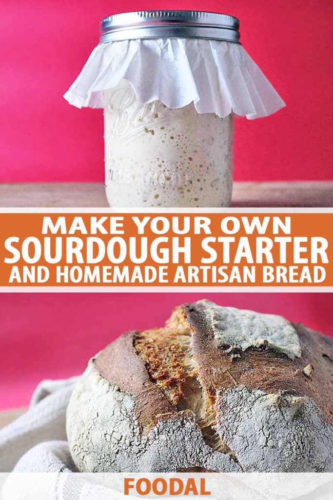 Vertical collage of two image, one of a glass jar of sourdough starter topped with a coffee filer and the other of a homemade loaf of bread nestled in a gray cloth, on a rose-colored background, printed with orange and white text at the midpoint and the bottom of the frame.