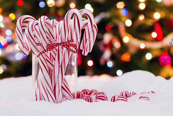 A History of Christmas Candy Canes | Foodal.com