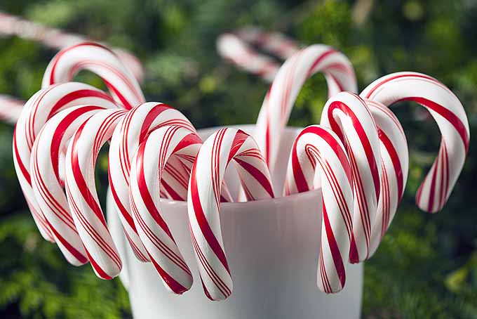 Candy Cane and Christmas History | Foodal.com