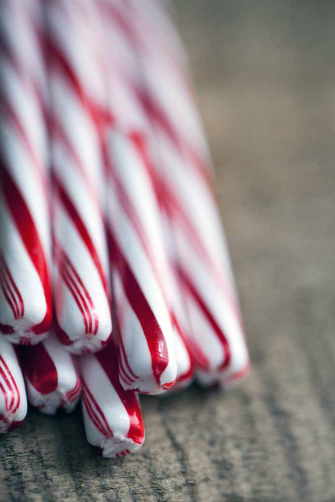 Bright white, with a crooked top, and vivid red stripes twisting and winding all around their bases from tip to tip. Candy canes are tasty treats that could even be considered the definition of "Christmas treat!" But where did they come from? Read more here: https://foodal.com/holidays/christmas/history-candy-cane/