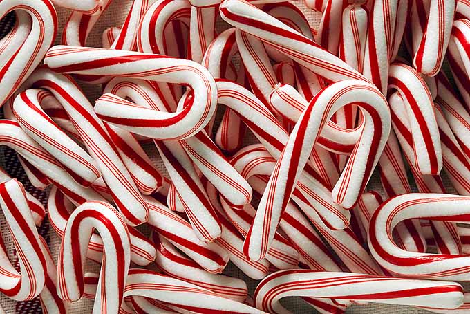 Candy Canes and Christmas | Foodal.com
