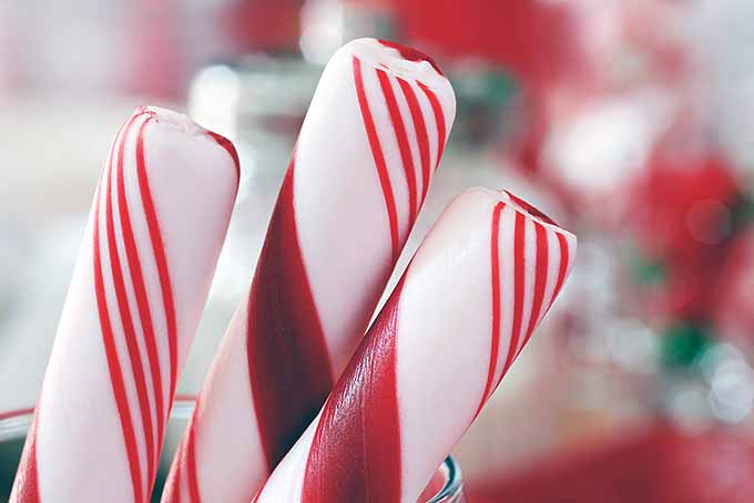 Christmas Candy Cane History | Foodal.com