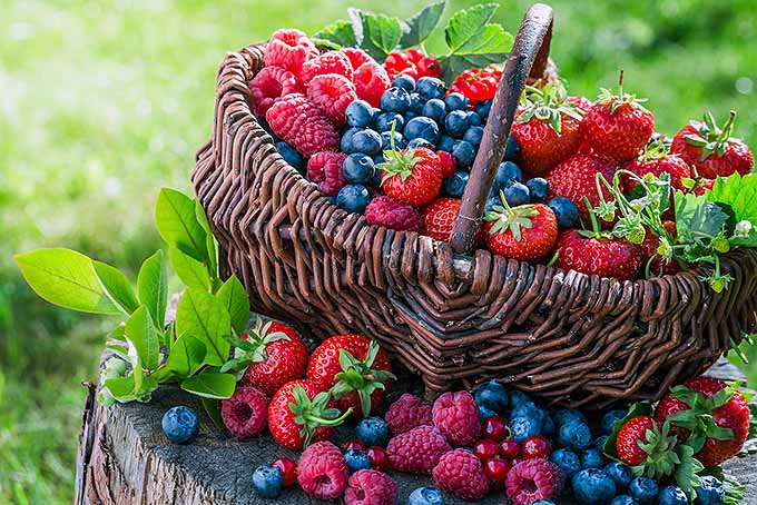 Heart Healthy Dark Berries | Foodal.com