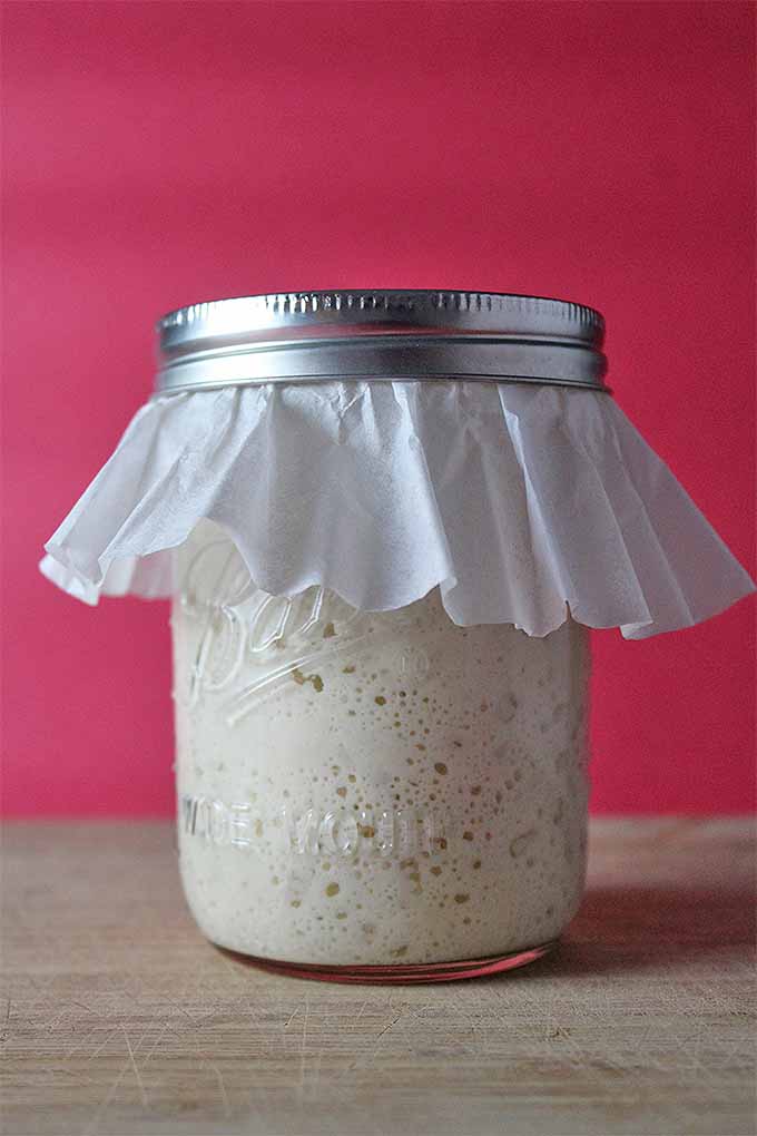 Vertical image of a jar of bubbly sourdough starter topped with a piece of cheesecloth and a metal ring, on a wooden board, against a bright red backdrop.