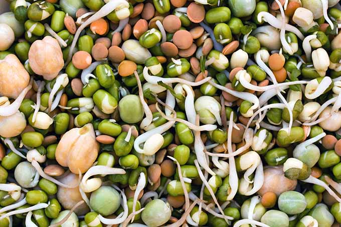 Raw sprouted legumes | Foodal.com
