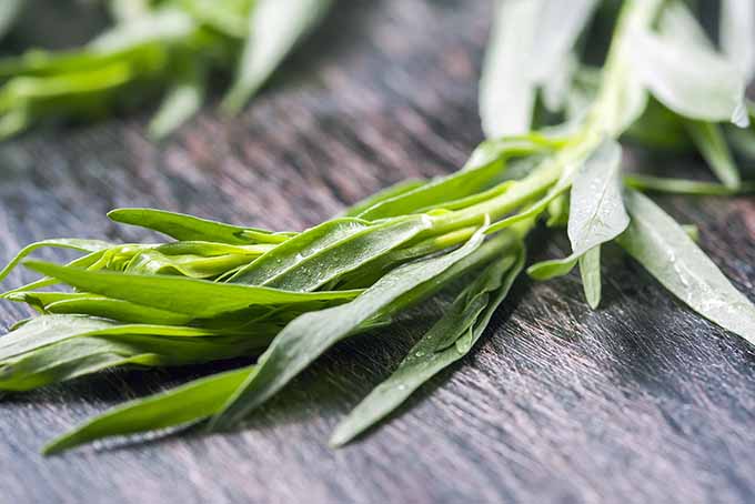 Tarragon is an essential herb for your cooking needs. | Foodal.com
