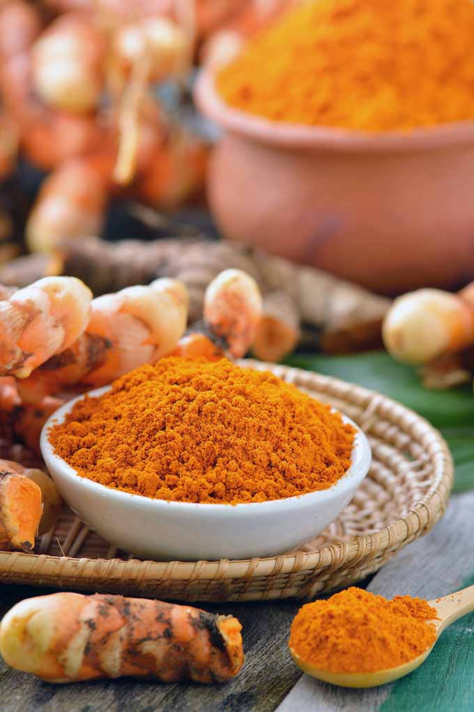 Turmeric's amazing flavor can be used in a variety of recipes. We share our favorite turmeric-infused recipes on Foodal now: https://foodal.com/knowledge/herbs-spices/turmeric-super-spice/