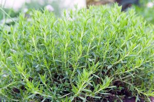Flavorful French Tarragon: The King of Herbs