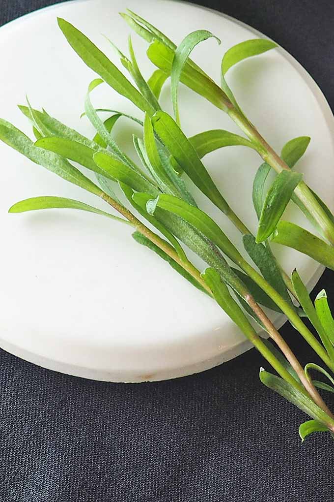 Learn all about tarragon, and why it is considered the "King of Herbs," on Foodal now: https://foodal.com/knowledge/herbs-spices/french-tarragon/