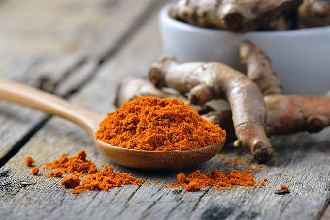 Turmeric is an earthy spice used throughout medical history, as well as throughout cuisines. | Foodal.com