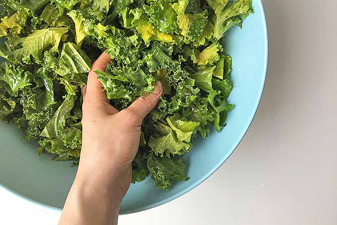 Massaging chopped kale in dressing. | Foodal.com