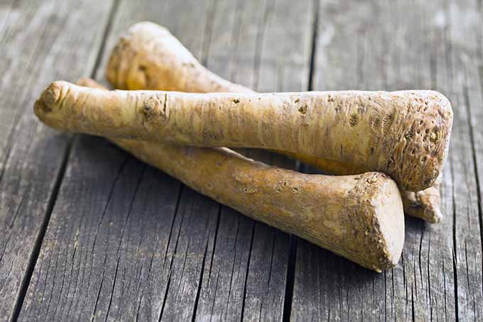Whole fresh horseradish. | Foodal.com