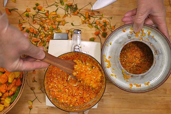 Making fermented aji pepper mash. | Foodal.com