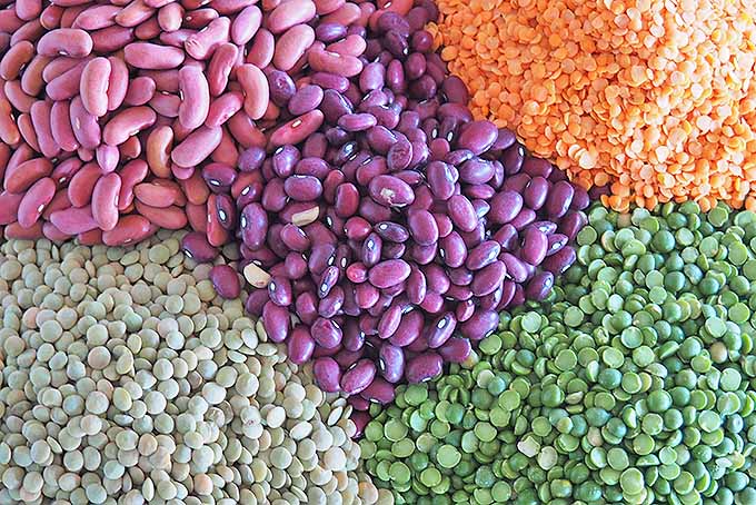 Enjoy the tasty variety of dried legumes, also referred to as pulses. | Foodal.com