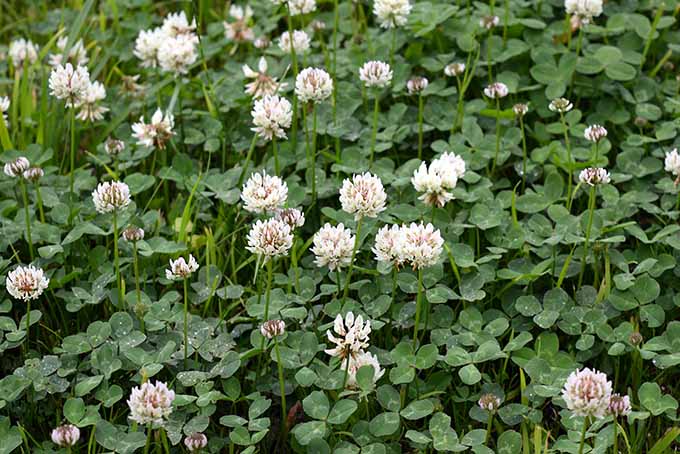 White clover, a variety of flowering legume. | Foodal.com