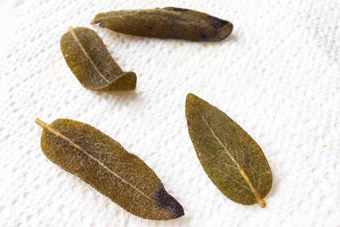 Drying Fried Sage Leaves | Foodal.com