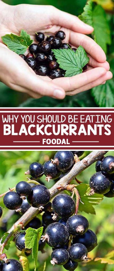 Blackcurrants are a nutritional superfood that Brits, Canucks, Kiwis, and Europeans know well. But folks in the US might not be as familiar with it – and you’re missing out! Find out why, and how, to incorporate this tiny, tangy berry into your diet. Read more now on Foodal.
