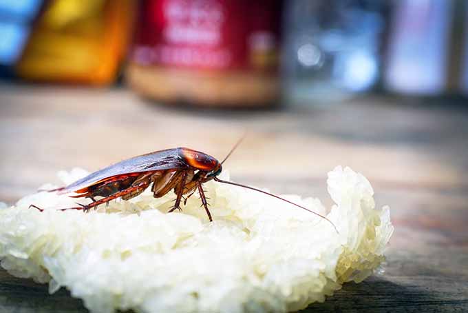 Finally Get Rid of Cockroaches in Your Kitchen | Foodal.com