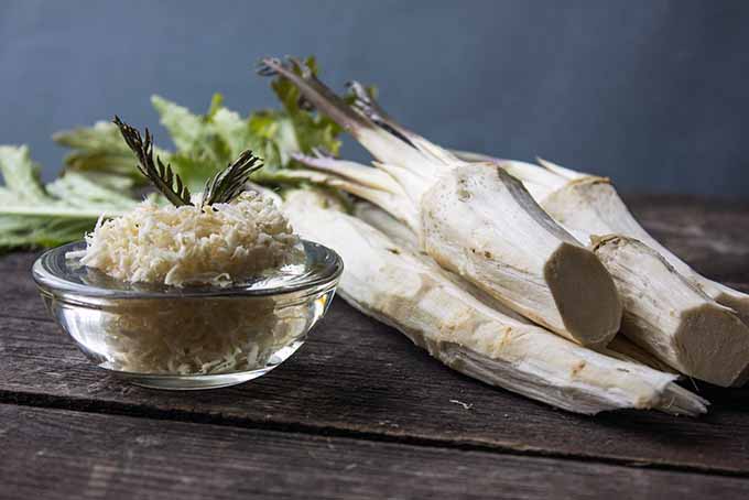 Horseradish: A Fiery Root with the Funny Name | Foodal.com